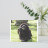 Neufundland Postkarte (Stehend Vorderseite)