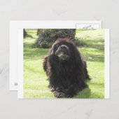 Neufundland Postkarte (Vorne/Hinten)