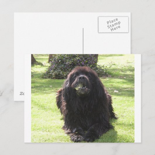 Neufundland Postkarte (Vorne/Hinten)