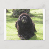 Neufundland Postkarte (Vorderseite)