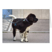 Neufundland Puppy (Vorderseite (Horizontal))
