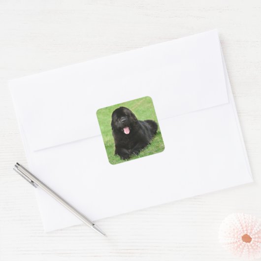 Neufundland Quadratischer Aufkleber (Umschlag)