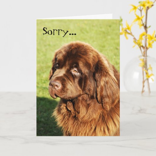 Neufundland Sorry Card Karte (Gelbe Blume)