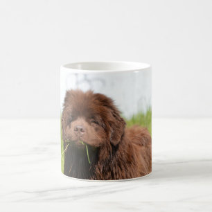Neufundland-Welpe Kaffeetasse