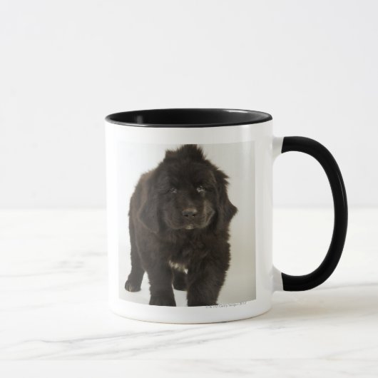 Neufundland-Welpe, Studioschuß Tasse (Rechts)