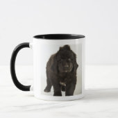 Neufundland-Welpe, Studioschuß Tasse (Links)