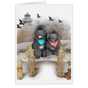 Neufundland-Welpen auf Strandkarten