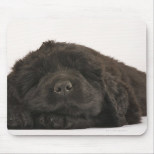 Neufundland-Welpenschlafen (Canis familiaris). Mousepad