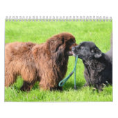 Neufundländer Hund Kalender (Titelbild)