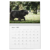Neufundländer Hund Kalender (Mär 2027)
