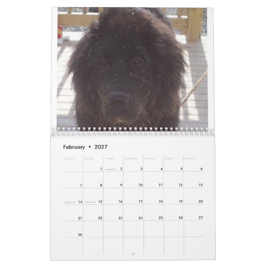Neufundländer Hund Kalender (Feb 2027)