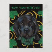 Neufundländer Hund Postkarte (Vorderseite)