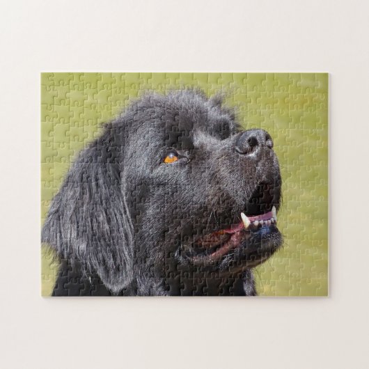 Neufundländer Hund. Puzzle (Horizontal)