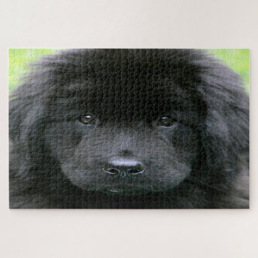 Neufundländer Hund. Puzzle (Horizontal)