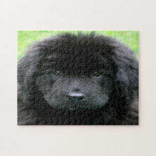 Neufundländer Hund. Puzzle