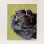 Neufundländer Hund. Puzzle (Vertikal)