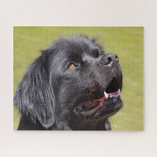Neufundländer Hund. Puzzle (Horizontal)