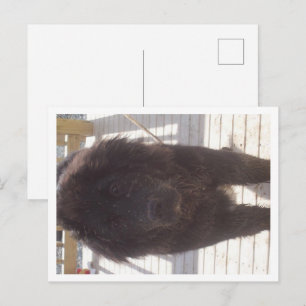 Neufundländer Schlammiger Welpe Postkarte