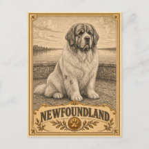 Neufundländer, Vintage Heritage Hund