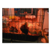 Neugeborene Chicks in einem Inkubator auf der Land Fotodruck (Vorne)