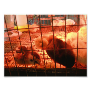 Neugeborene Chicks in einem Inkubatorkäfig Fotodruck