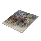 Neugeborene Elchenkalf Nuzzy ihre Mutter Fliese (Seite)