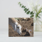 Neugeborene Postkarte (Stehend Vorderseite)