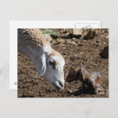 Neugeborene Postkarte (Vorne/Hinten)