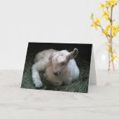 Neugeborene Ziegenkindergrußkarte Karte (Gelbe Blume)