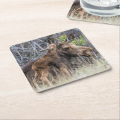 Neugeborenes Elchenkalf Nuzzling seine Mutter Rechteckiger Pappuntersetzer (angewinkelt)