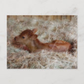 Neugeborenes im Strohhalm, Brauch Postkarte (Vorderseite)