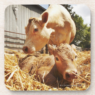 Neugeborenes Kalb und Mamma Untersetzer