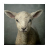 Neugeborenes Lamm Fliese (Vorderseite)
