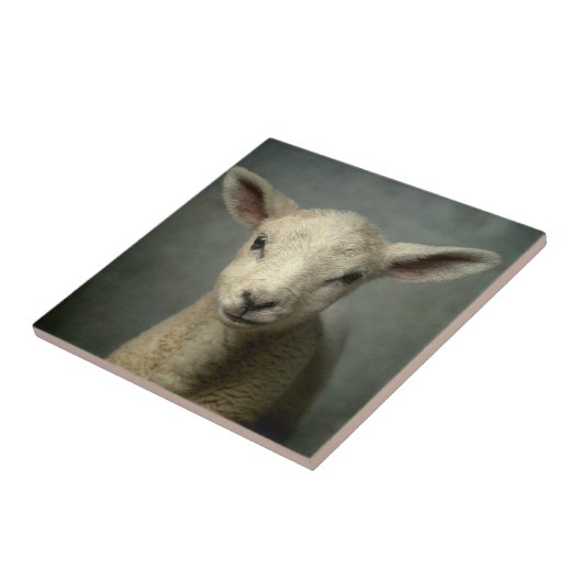 Neugeborenes Lamm Fliese (Seite)