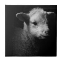 Neugeborenes Lamm