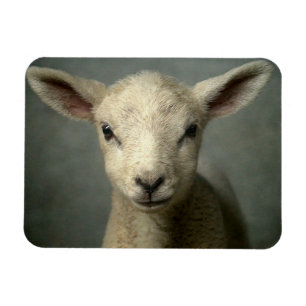 Neugeborenes Lamm Magnet