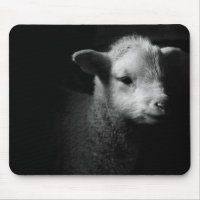 Neugeborenes Lamm
