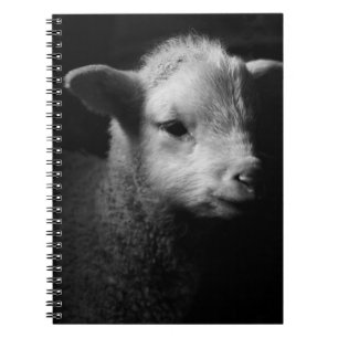 Neugeborenes Lamm Notizblock