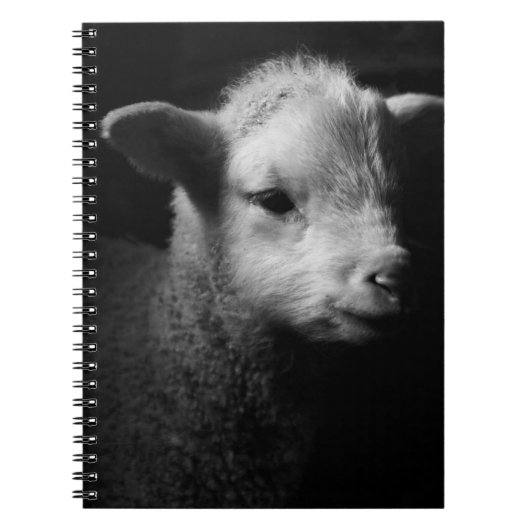 Neugeborenes Lamm Notizblock (Vorderseite)
