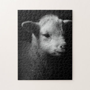 Neugeborenes Lamm Puzzle