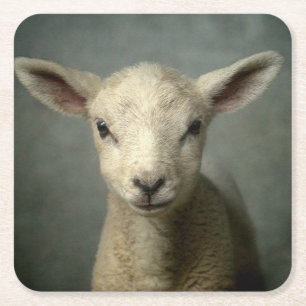 Neugeborenes Lamm Rechteckiger Pappuntersetzer