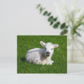 Neugeborenes niedliches Lamm auf grünem Gras Postkarte (Stehend Vorderseite)