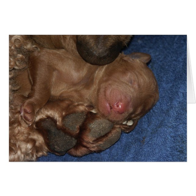 Neugeborenes Series-05 (Vorderseite (Horizontal))