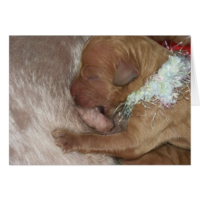 Neugeborenes Series-07 (Vorderseite (Horizontal))