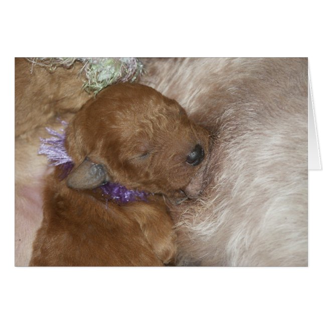 Neugeborenes Series-09 (Vorderseite (Horizontal))