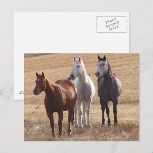 Neugier bei Pferden 3 Postkarte (Vorne/Hinten)