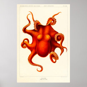 Neugier bei Tieren Octopus Die Cephalopod 1915 Poster