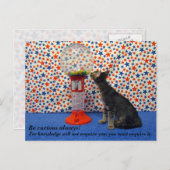 Neugier - Kori - die Rettungskätzin Postkarte (Vorne/Hinten)
