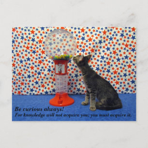 Neugier - Kori - die Rettungskätzin Postkarte