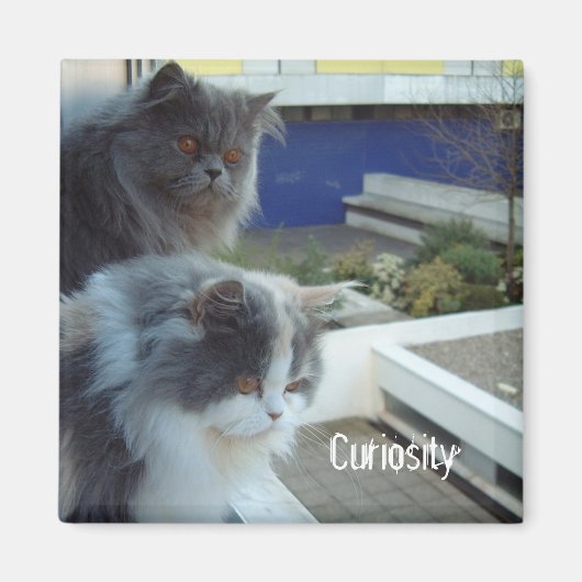 Neugier Magnet (Vorne)